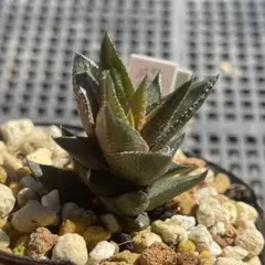 多肉植物 ハオルチア 紫苑 抜き苗
