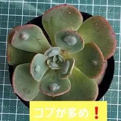 코부케 ♪ 빗방울 제거, 즙이 많은 식물은 잎이 빨갛게 변하면 분홍색 혹이 많이 생깁니다!