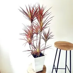 希少】ドラセナスカーレットアイビス 豪華 おしゃれな観葉植物 7号