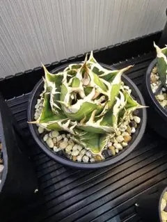アガベ cok oc株　② アガベ チタノタ CF-002 OC子株 カキコ agave titanota - メルカリ