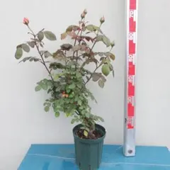 バーバラオースチン（2）6号スリット ER 芽接ぎ苗 イングリッシュ
