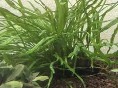 2026年最新】ミクロソリウム本ナローの人気アイテム - メルカリ