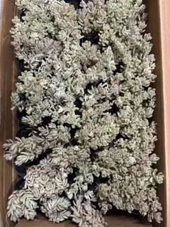 BN1094 ロココ 抜き苗 78株 多肉植物 エケベリア 韓国苗 サボテン
