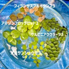 ふるり様 リクエスト 2点 まとめ商品