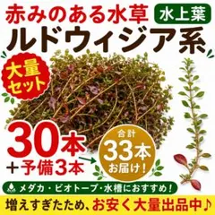 赤系水草 ルドウィジア系 水上葉 30本＋予備3本 メダカ ビオトープ 水草のサムネイル