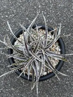 2026年最新】Dyckia amazonicoの人気アイテム - メルカリ