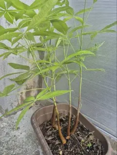 2025年最新】パキラ ミルキーウェイ 実生の人気アイテム - メルカリ