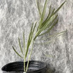 ★3月〜kashiwaya様 リクエスト 2点 まとめ商品