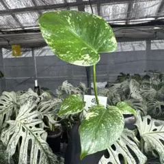 P*n様 RR8モンステラ デリシオーサ ウニアエMonstera Unniia - メルカリ