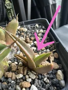 2026年最新】アングリーハートの人気アイテム - メルカリ