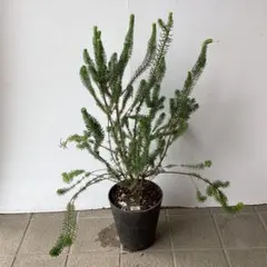 フィリカ プベッセンス ハイドラ オージープランツ 観葉植物 - メルカリ