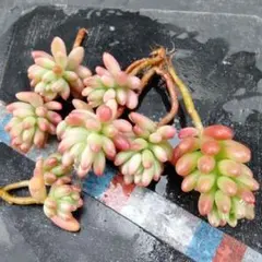 多肉植物 セダム ☆ドリームダズラー☆ カット苗 - メルカリ