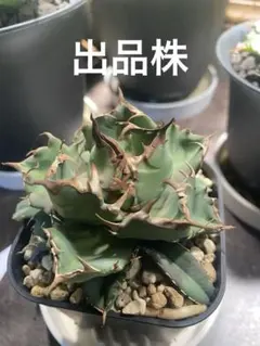 姫厳竜 胴切り 子株 30株以上 鉢のまま発送 姫厳竜胴切り｜🍀GreenSnap（グリーンスナップ）