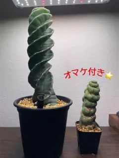 コ*ア様 セレウス スピラリス　3本セット　サボテン　アガベ　柱サボテン　金鯱 コ*ア様 セレウス スピラリス 3本セット サボテン アガベ 柱