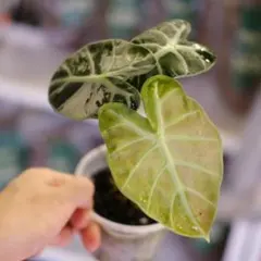 アロカシア ヴェノム オーレア 斑入り 芋1つ - メルカリ