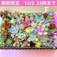 多肉植物　カット苗　詰め合わせ　寄せ植えセット　エケベリア　セダム　箱いっぱいF