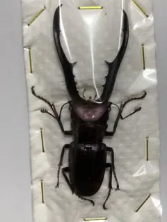 メタリフェル　大中小セット　標本 メタリフェル 大中小セット 標本 メタリフェル 大中小セット