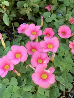 2025年最新】オキザリス苗の人気アイテム - メルカリ