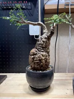 オペルクリカリア パキプス 良型　ボコ肌　塊根植物 コーデックス　みやび鉢付き オペルクリカリア パキプス 良型 ボコ肌 塊根植物 コーデックス みやび