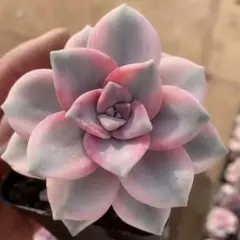 yoriyori様 リクエスト 2点 まとめ商品