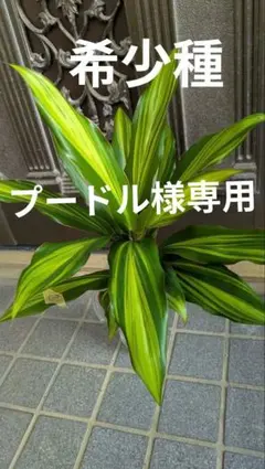 2025年最新】コルジリネ キウイの人気アイテム - メルカリ