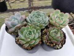 ルルママ様 リクエスト 2点 まとめ商品