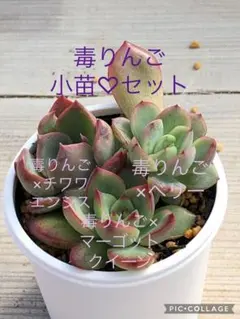 【サービス品@2300】毒ドラゴン × 毒リンゴ 1549412364-1000x1200.png.1.