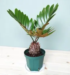 2025年最新】ザミア プミラの人気アイテム - メルカリ