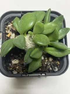 レア実生！ エクティプス チレコドン 多肉植物 塊根植物 - メルカリ