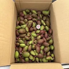 2026年最新】摘果マンゴーの人気アイテム - メルカリ