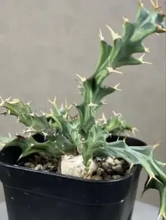 u*a様 27 ユーフォルビア クラビゲラ 現地球 新鮮特大株 ベアルート 現地 ユーフォルビア クラビゲラ 