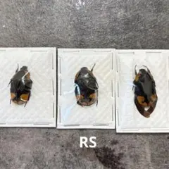 2026年最新】ハナムグリ標本の人気アイテム - メルカリ