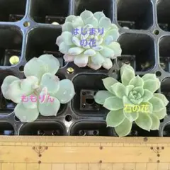 多肉植物 ミックスベリア おらいさん苗