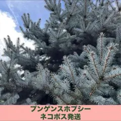 保水あり　良品クリスマス花材　プンゲンスホプシー ネコポスいっぱい