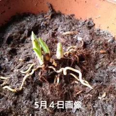 山野草 ウラシルケンス アツモリソウ 3芽株6号鉢G - メルカリ