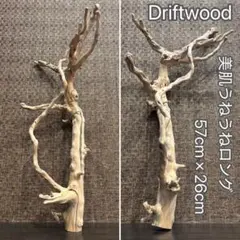 드리프트 우드 아름다운 피부 물결 모양의 긴 57cm 입체 구조 레이아웃