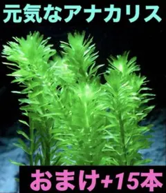 2026年最新】アナカリスの人気アイテム - メルカリ