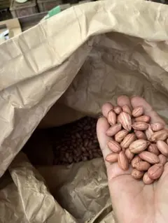 千葉県産 八街の落花生農家落花生 ナカテユタカの種　まきどき　20粒　生豆のサムネイル