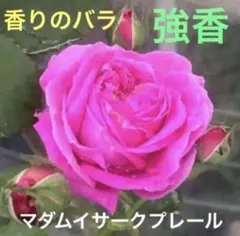 発根済みバラ苗　マダムイサークプレール　挿し木苗　チビ苗1本＋おまけ１本のサムネイル