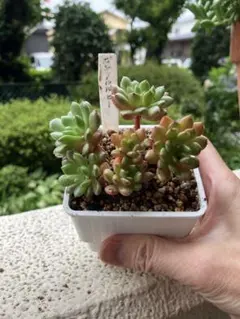 多肉植物 ピンクルルビー抜き苗×2 - メルカリ