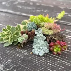 多肉植物 セット ❤︎ エケベリア セダム mix