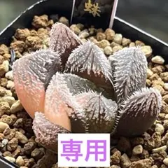 ハオルチア 狼牙 - メルカリ
