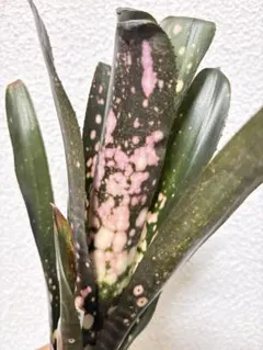 ブロメリア billbergia toneprai spot grow - メルカリ