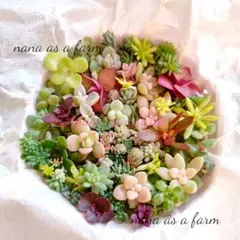 ｙs9 人気　ちまちま寄せ植え　セット　カット苗　多肉植物