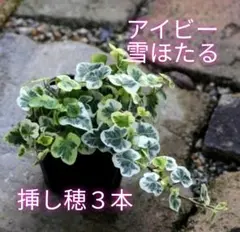 マロニー様 リクエスト 2点 まとめ商品