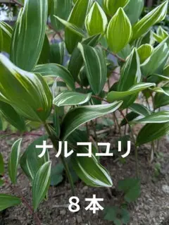 2026年最新】斑入りナルコユリの人気アイテム - メルカリ