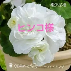 ヒンコ様 ゼラニウム苗 3品種のサムネイル