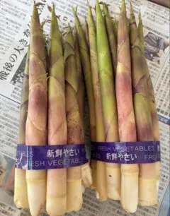 本日3時まで！北海道ニセコ産 根曲り竹3kg 産地直送！チルド便着払い