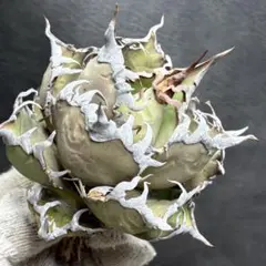 Lj_plants】Z303アガベ チタノタ 白鯨 極上強棘株 - メルカリ