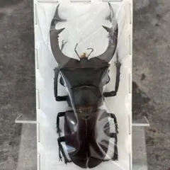 2025年最新】ミヤマクワガタ標本の人気アイテム - メルカリ